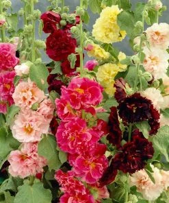 Roots Plants Hollyhock 'Chater's Double Mixed'