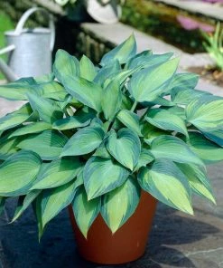 Roots Plants Hosta 'June'