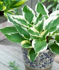 Roots Plants Hosta 'Patriot'