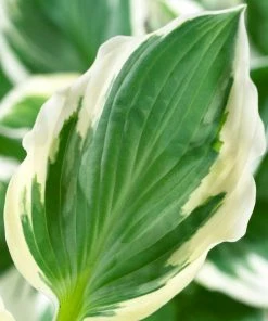 Roots Plants Hosta 'Patriot'