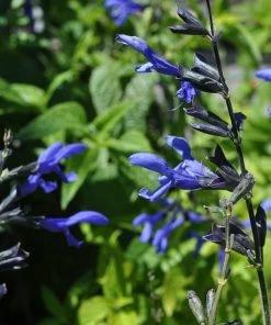 Roots Plants Salvia 'Black And Bloom'
