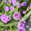 Roots Plants Verbena 'Santos Purple'