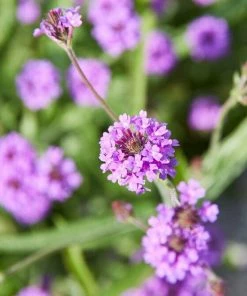 Roots Plants Verbena 'Santos Purple'