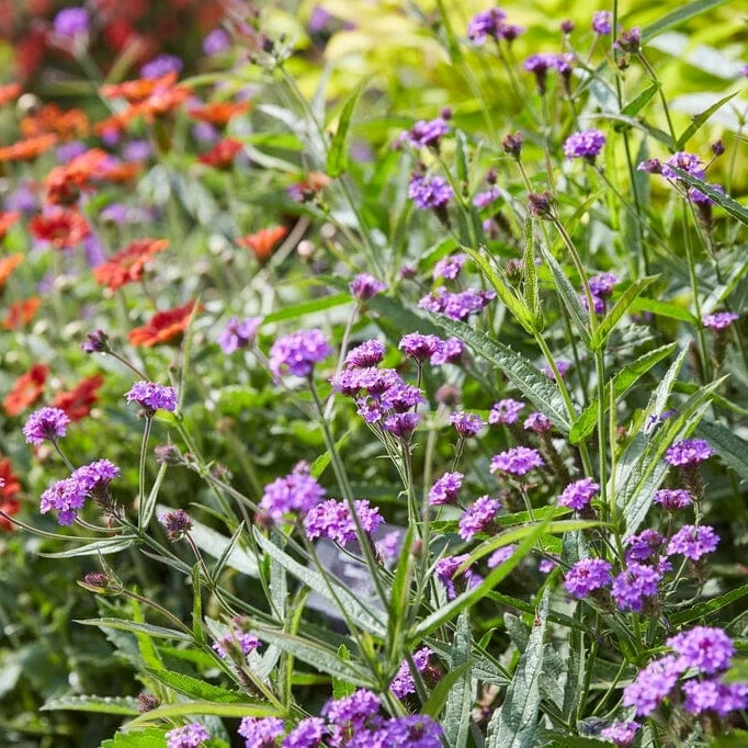 Roots Plants Verbena 'Santos Purple' 5 Roots Plants Verbena 'Santos Purple'