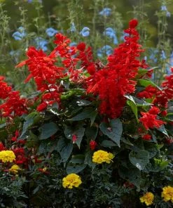 Roots Plants Salvia 'Vista Red'