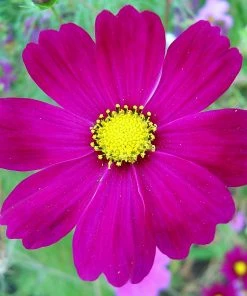 Roots Plants Cosmos 'Apollo Carmine' Perennials