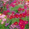 Roots Plants Cosmos 'Apollo Carmine' Perennials
