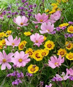 Roots Plants Cosmos 'Apollo Lovesong' Perennials
