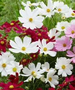 Roots Plants Perennials Cosmos'Apollo White'