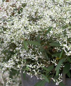 Roots Plants Euphorbia 'Glamour' Perennials