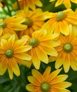 Roots Plants Best Perennial Plants Collections | Growers Choice Perennials