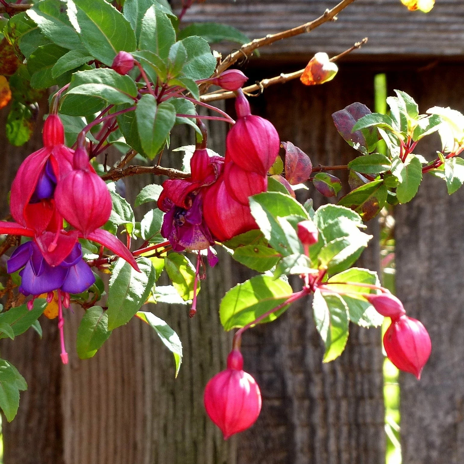 Roots Plants Fuchsia 'Upright Winston Churchill' Fuchsias 3 Roots Plants Fuchsia 'Upright Winston Churchill' Fuchsias