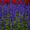 Roots Plants Salvia 'Big Blue'