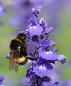Roots Plants Salvia 'Big Blue'