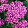 Roots Plants Perennials Achillea 'New Vintage Rose'