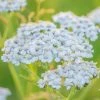 Roots Plants Perennials Achillea 'New Vintage White'