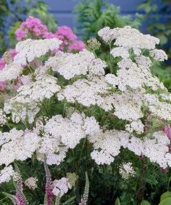 Roots Plants Perennials Achillea 'New Vintage White'