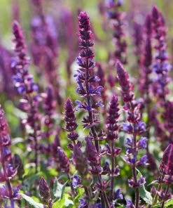 Roots Plants 6 Salvia Plants | 'Blues Collection' | 10.5cm Pots 9 Roots Plants 6 Salvia Plants | 'Blues Collection' | 10.5cm Pots