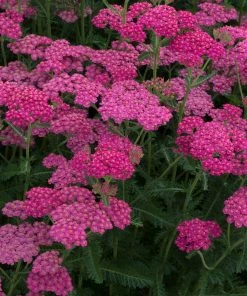 Roots Plants Perennials Achillea New Vintage Collection | 3 X 3L Pots