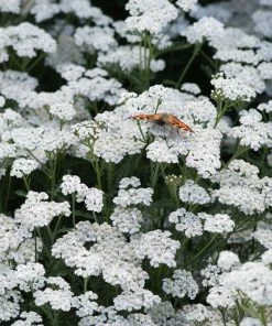 Roots Plants Perennials Achillea New Vintage Collection | 3 X 3L Pots