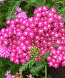 Roots Plants Achillea 'Cerise Queen' Perennials