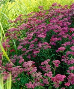 Roots Plants Best Perennial Plants Collections | Growers Choice Perennials