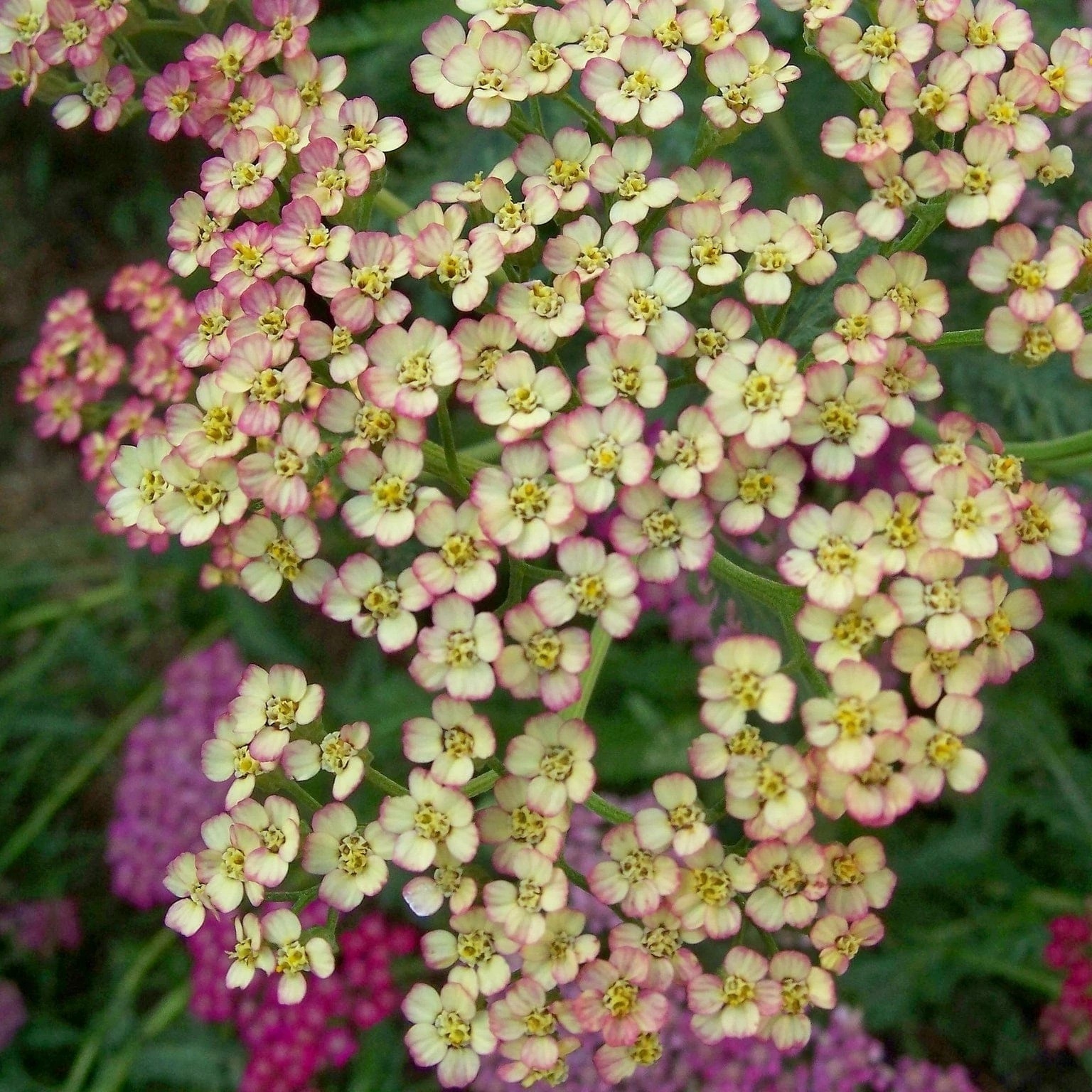 Roots Plants Achillea 'Summer Pastels' 3 Roots Plants Achillea 'Summer Pastels'