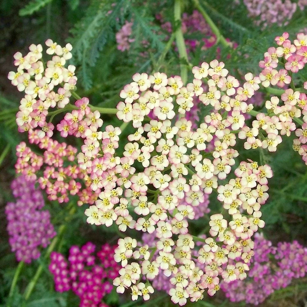 Roots Plants Achillea 'Summer Pastels' 4 Roots Plants Achillea 'Summer Pastels'