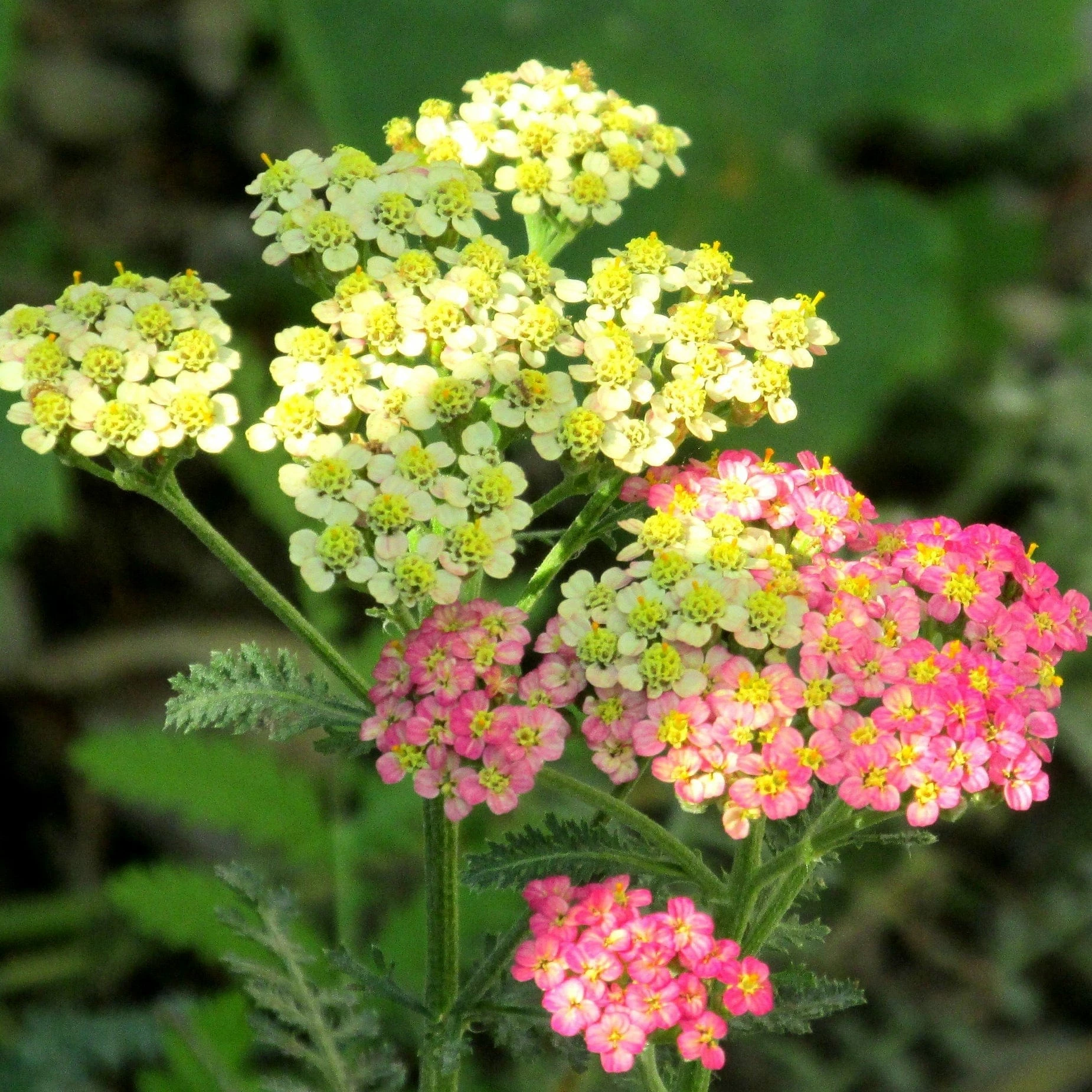 Roots Plants Achillea 'Summer Pastels' 5 Roots Plants Achillea 'Summer Pastels'