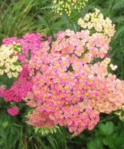 Roots Plants Achillea 'Summer Pastels' 9 Roots Plants Achillea 'Summer Pastels'