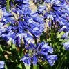 Roots Plants Agapanthus 'Blue Thunder' Perennials 1 Roots Plants Agapanthus 'Blue Thunder' Perennials