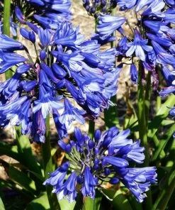 Roots Plants Agapanthus 'Blue Thunder' Perennials
