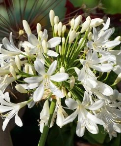 Roots Plants Agapanthus 'Silver Baby' Perennials