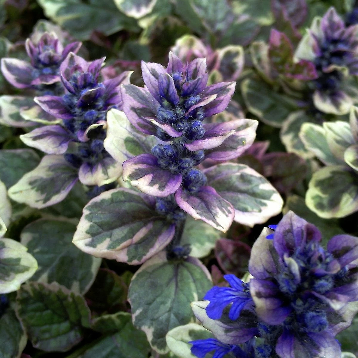 Roots Plants Ajuga 'Burgundy Glow' 3 Roots Plants Ajuga 'Burgundy Glow'