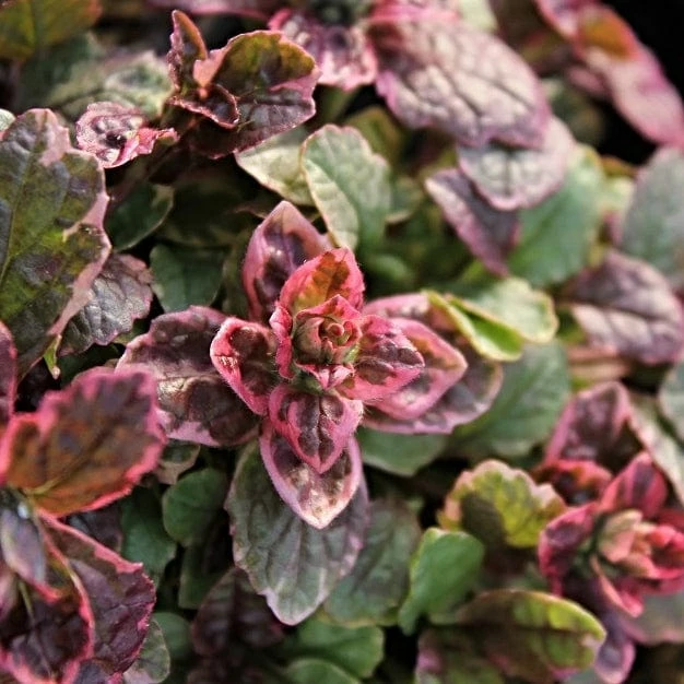 Roots Plants Ajuga 'Burgundy Glow' 4 Roots Plants Ajuga 'Burgundy Glow'