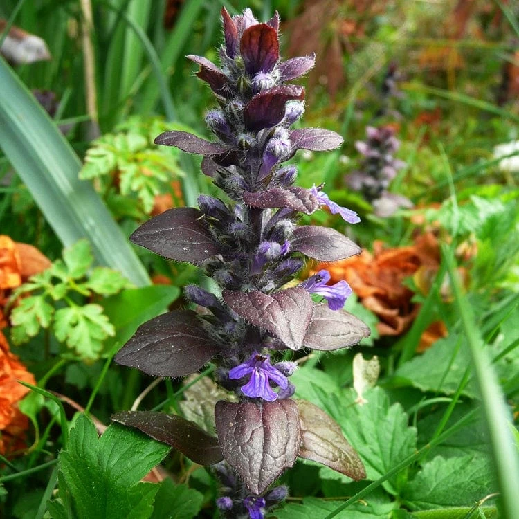 Roots Plants Ajuga 'Burgundy Glow' 5 Roots Plants Ajuga 'Burgundy Glow'