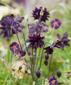 Roots Plants Aquilegia 'Black Barlow'