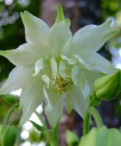 Roots Plants Perennials Aquilegia 'Green Apples'