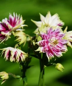 Roots Plants Aquilegia 'Nora Barlow' Perennials