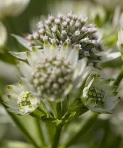 Roots Plants Perennials Astrantia 'Star Of Billion'