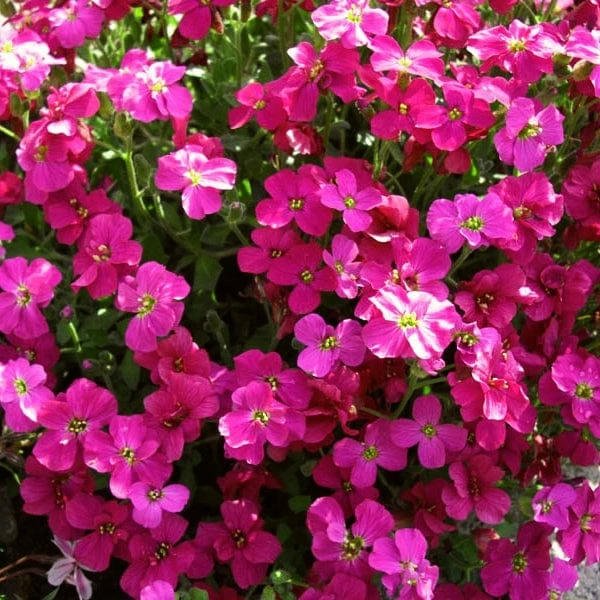 Roots Plants Perennials Aubrieta 'Axcent Burgundy' 4 Roots Plants Perennials Aubrieta 'Axcent Burgundy'