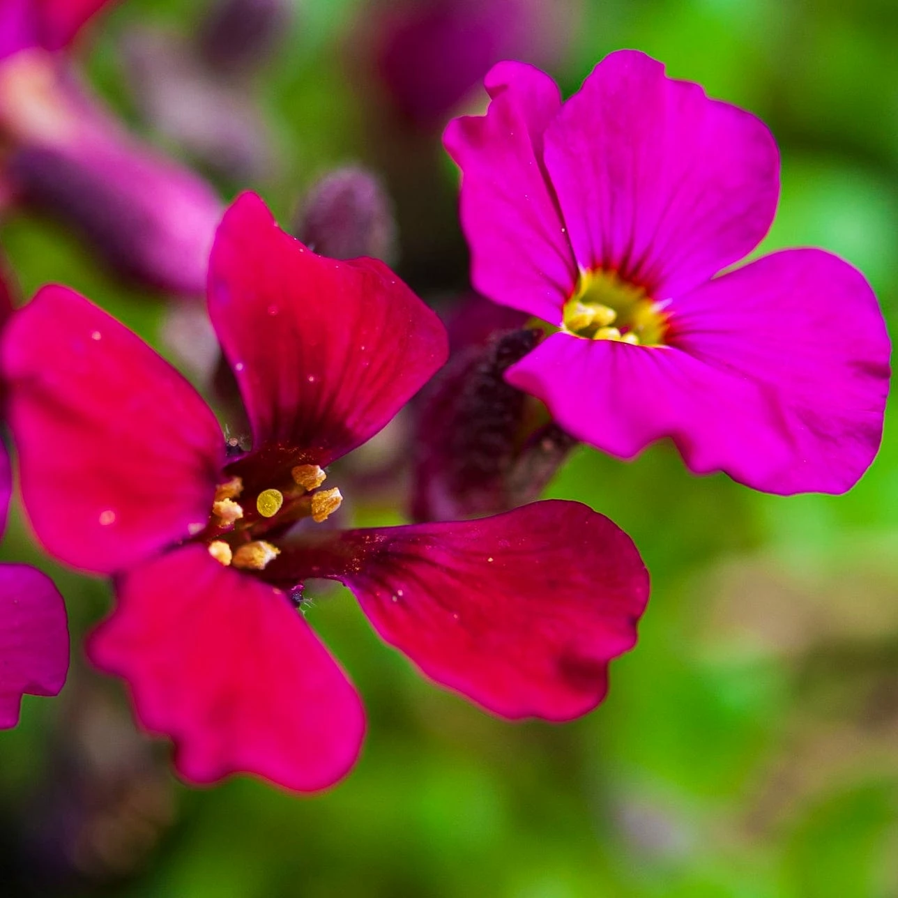 Roots Plants Perennials Aubrieta 'Axcent Burgundy' 6 Roots Plants Perennials Aubrieta 'Axcent Burgundy'