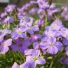 Roots Plants Perennials Aubrieta 'Glacier Blue'