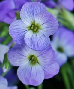 Roots Plants Perennials Aubrieta 'Glacier Blue'