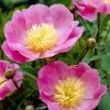 Roots Plants Perennials Peony 'Bowl Of Love' | 3L Pot 1 Roots Plants Perennials Peony 'Bowl Of Love' | 3L Pot