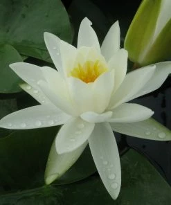 Roots Plants White Water Lily | Nymphaea Alba