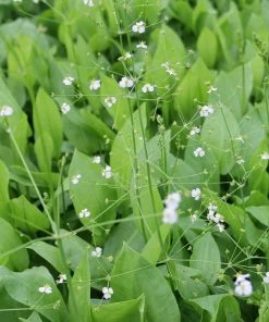 Roots Plants Water Plantain | Alisma Plantago Aquaticum