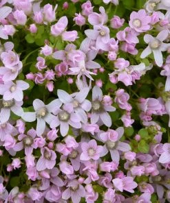 Roots Plants Bog Pimpernel | Anagallis Tenella