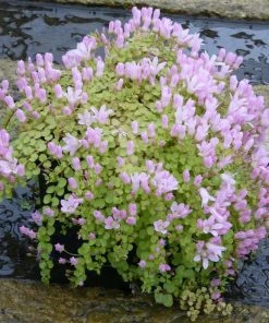 Roots Plants Bog Pimpernel | Anagallis Tenella