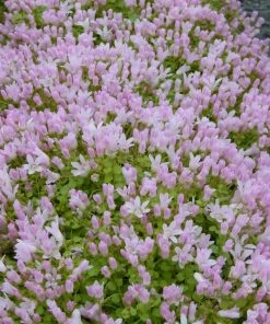 Roots Plants Bog Pimpernel | Anagallis Tenella